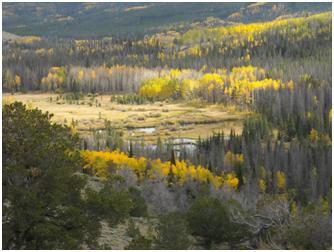 Fall Color near Encampment, Wyoming, Courtesy of USAO Staff